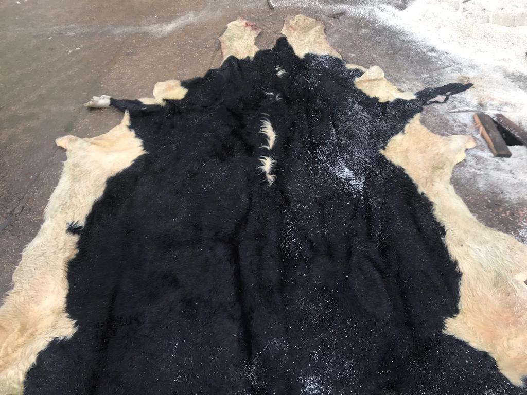 salted steers hides
