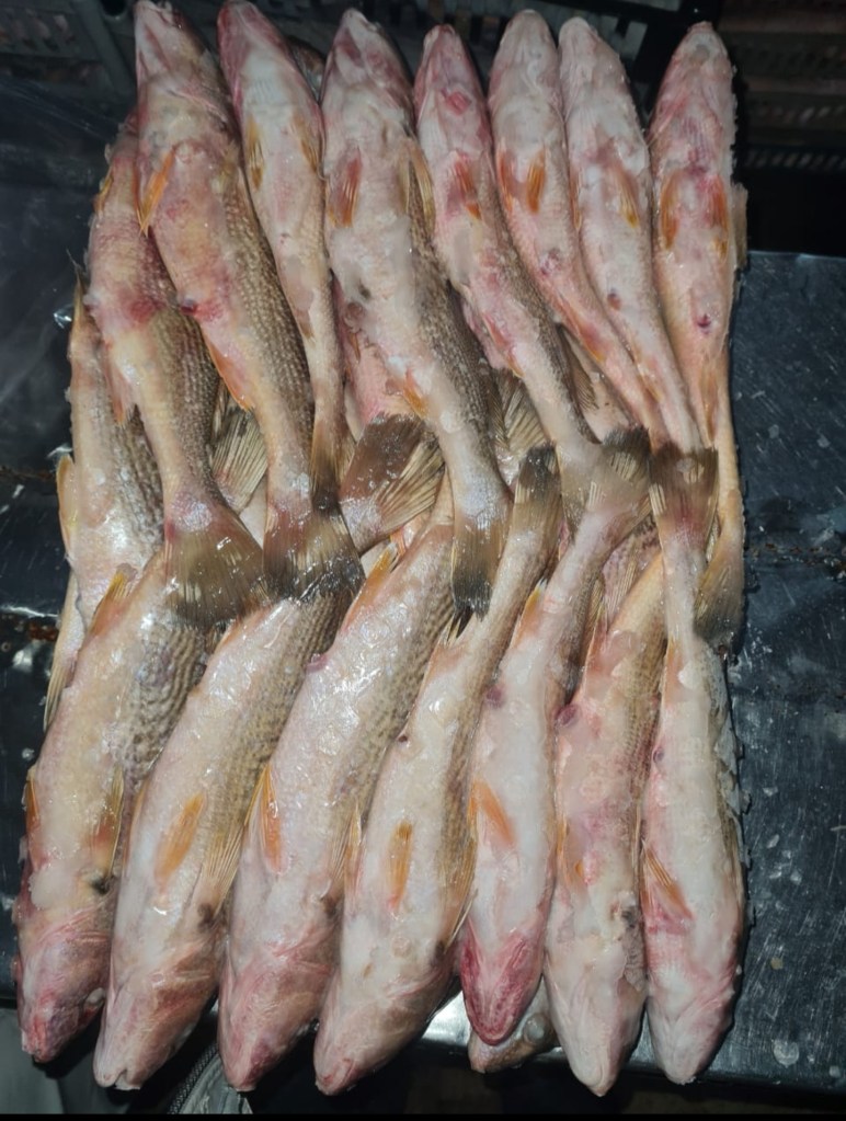 CORVINA AMARILLA