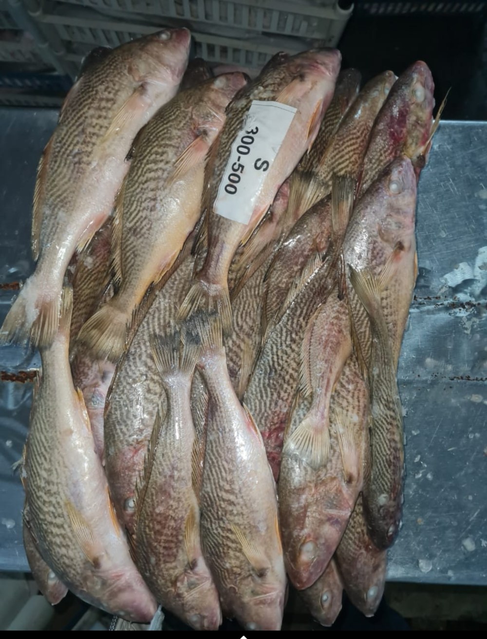 Comprar Pescado Congelado Al Por&nbsp;Mayor