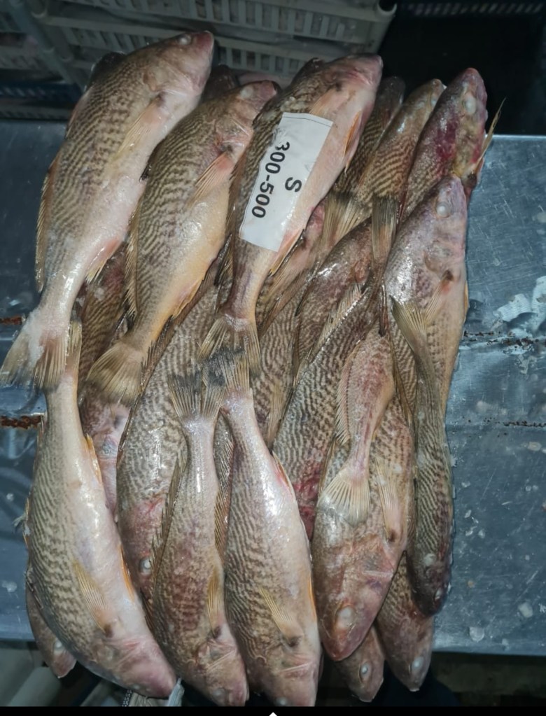 comprar pescado congelado al por mayor