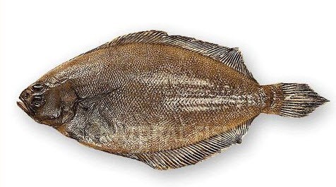 FROZEN FLOUNDER FISH AND FLOUNDER&nbsp;FILLETS