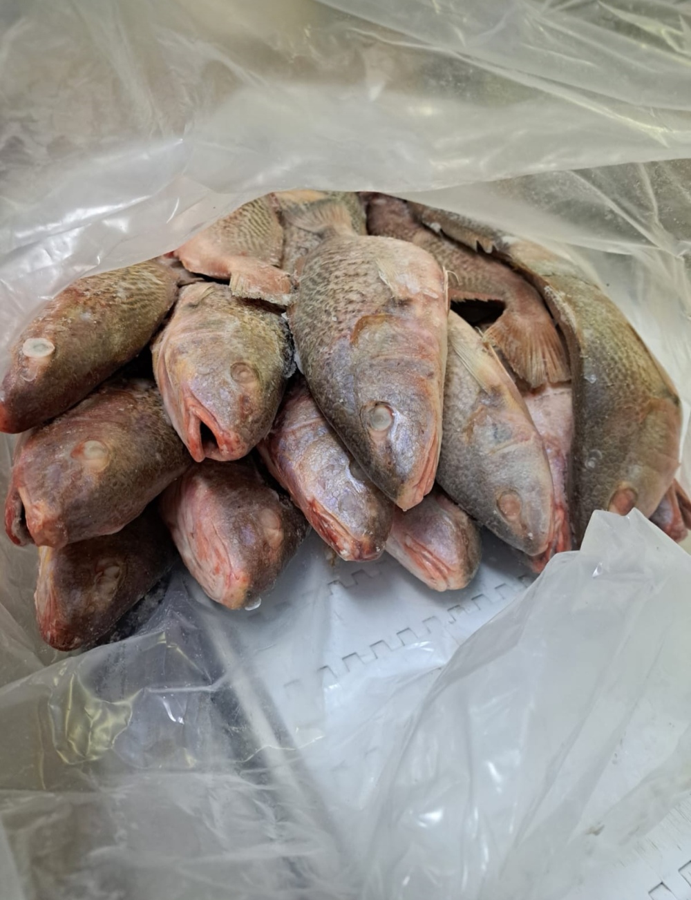 IMPORTER AND EXPORTER OF FROZEN FISH