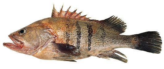 Grouper Fish