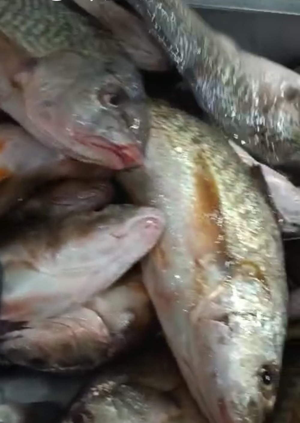 Mayorista De Pescado&nbsp;Congelado