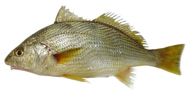 PARGO ENTERO CONGELADO