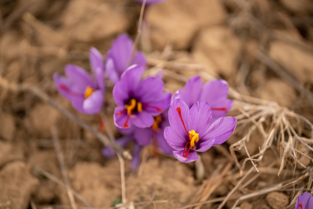 Saffron Price