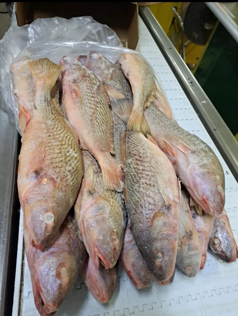 Croaker for sale or corvina for sale