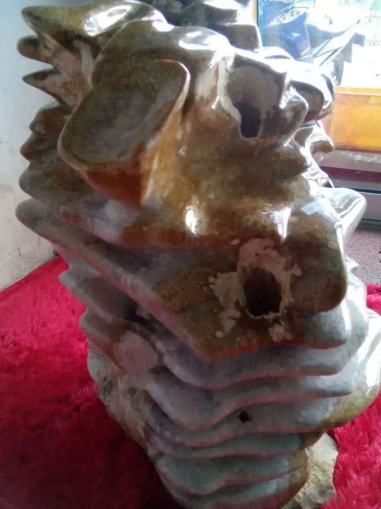 Fossilized corals for sale