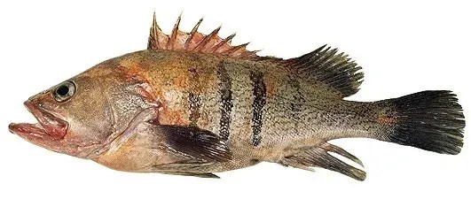 Grouper for sale Grouper for sale