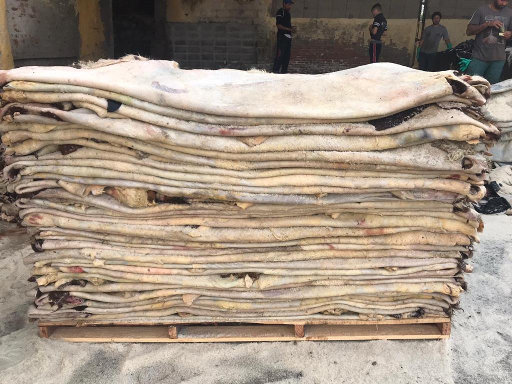 Salted hides of goat and sheep Salted hides of goat and sheep