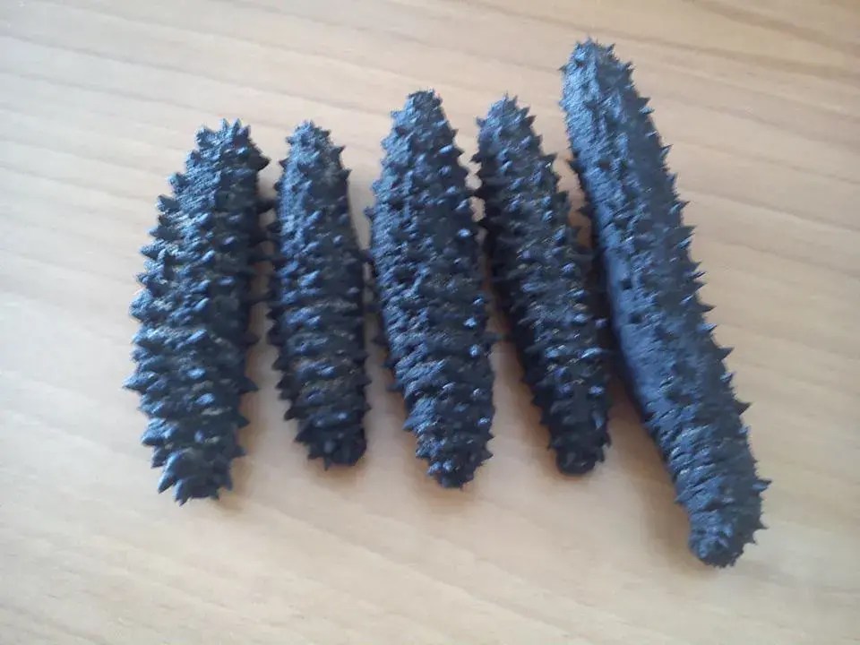 Venta de Pepinos De Mar