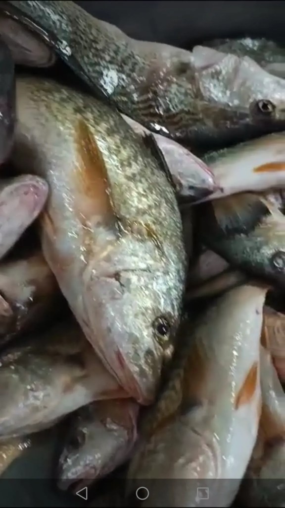 Frozen Fish Exporters and Seafood Supplier